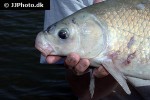 ictiobus bubalus ictiobus bubalus