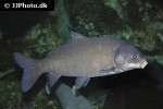ictiobus cyprinellus ictiobus cyprinellus