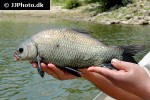 ictiobus niger ictiobus niger