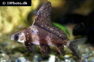 Sucker Carp