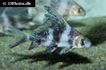 myxocyprinus asiaticus myxocyprinus asiaticus