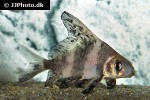myxocyprinus asiaticus myxocyprinus asiaticus