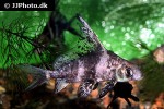 myxocyprinus asiaticus myxocyprinus asiaticus
