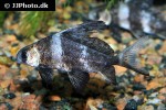 myxocyprinus asiaticus myxocyprinus asiaticus