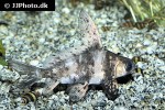 myxocyprinus asiaticus myxocyprinus asiaticus
