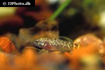 elassoma evergladei elassoma evergladei