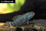 elassoma evergladei elassoma evergladei