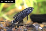 elassoma evergladei elassoma evergladei
