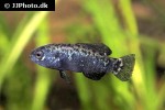 elassoma evergladei elassoma evergladei