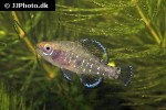 elassoma okefenokee elassoma okefenokee