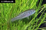 elassoma okefenokee elassoma okefenokee