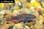 elassoma zonatum elassoma zonatum