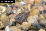 elassoma zonatum elassoma zonatum
