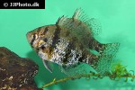 enneacanthus chaetodon enneacanthus chaetodon