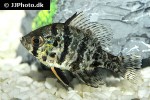 enneacanthus chaetodon enneacanthus chaetodon