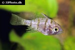 enneacanthus chaetodon enneacanthus chaetodon