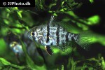 enneacanthus chaetodon enneacanthus chaetodon