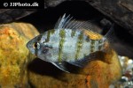 enneacanthus chaetodon enneacanthus chaetodon