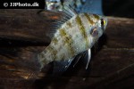 enneacanthus chaetodon enneacanthus chaetodon