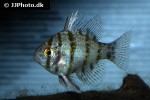 enneacanthus chaetodon enneacanthus chaetodon