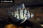 enneacanthus chaetodon enneacanthus chaetodon
