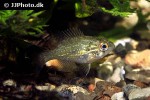 enneacanthus gloriosus enneacanthus gloriosus