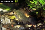 enneacanthus gloriosus enneacanthus gloriosus