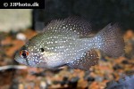 enneacanthus obesus enneacanthus obesus