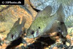 enneacanthus obesus enneacanthus obesus