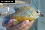 lepomis auritus lepomis auritus