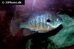 lepomis cyanellus lepomis cyanellus