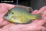 lepomis cyanellus lepomis cyanellus