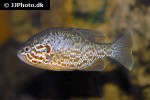 lepomis gibbosus lepomis gibbosus