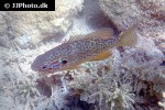 lepomis gibbosus lepomis gibbosus