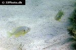 lepomis gibbosus lepomis gibbosus