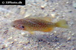 lepomis gibbosus lepomis gibbosus