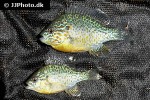 lepomis gibbosus lepomis gibbosus