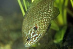 lepomis gibbosus lepomis gibbosus