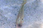 lepomis gibbosus lepomis gibbosus