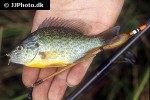 lepomis gibbosus lepomis gibbosus