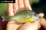 lepomis gibbosus lepomis gibbosus