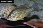 lepomis gibbosus lepomis gibbosus