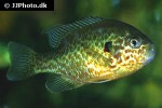 lepomis gibbosus lepomis gibbosus