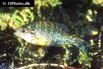 lepomis gibbosus lepomis gibbosus
