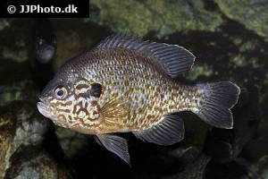 Sunfish / Sunperch