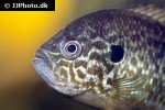 lepomis gibbosus lepomis gibbosus