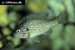 lepomis gibbosus lepomis gibbosus