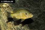 lepomis gibbosus lepomis gibbosus