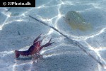 lepomis gibbosus lepomis gibbosus