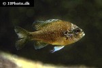 lepomis marginatus lepomis marginatus